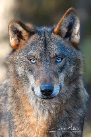 La faz del Lobo