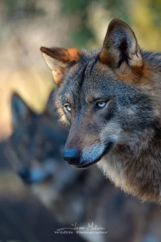 Lobos oteando