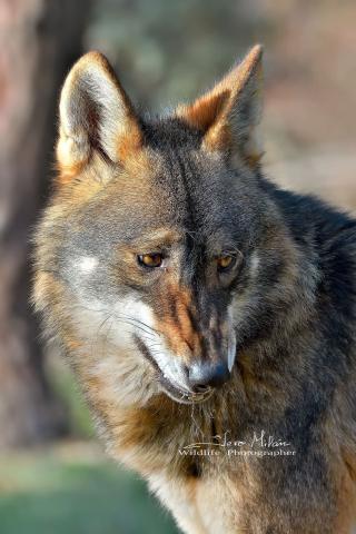 La mímica del Lobo
