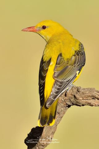 Hembra de Oropéndola