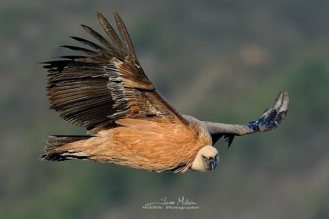 Buitre volando 