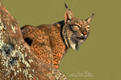Lince en encina