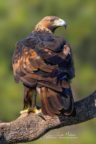 Hembra de Águila Real