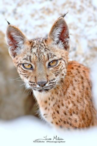 Cachorro de Lince