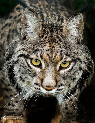 Lince Ibérico macho