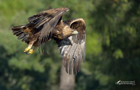 En vuelo por el bosque
