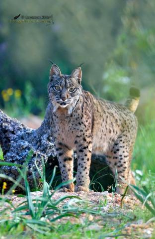 Lince en su hábitat 