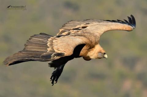 Buitre en vuelo